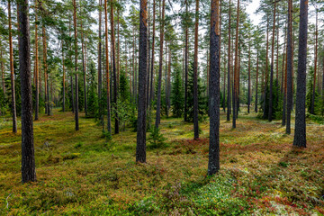 Obraz premium Magical fairytale forest in autumn. Forest therapy and stress relief.