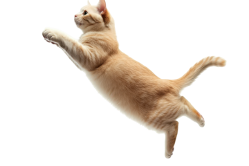 Ginger cat leaping in mid air isolated on transparent background. Jump shorthair cat isolated on white background.