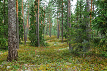 Obraz premium Magical fairytale forest in autumn. Forest therapy and stress relief.