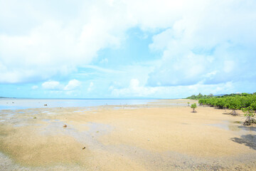 マングローブ林の近くにある砂浜