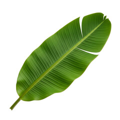 Fototapeta premium Fresh banana leaf cutout on white background PNG file 