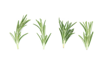 Fresh green rosemary isolated on white background, closeup