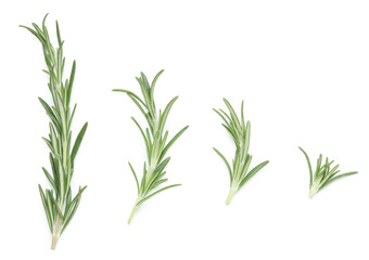 Different fresh rosemary twigs isolated on white background, closeup