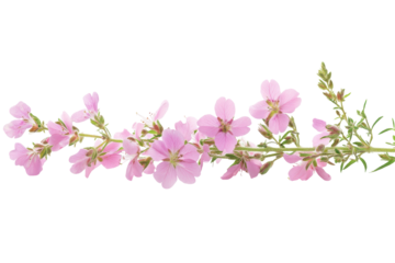 Delicate pink wildflower branch isolated on transparent background. Pink flowers isolated on white background.