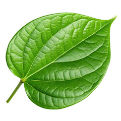 Obraz premium Betel leaf isolated on transparent background
