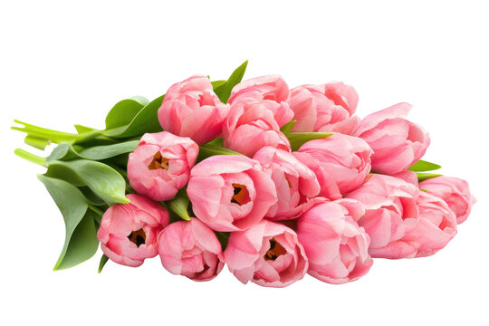 Bouquet of pink double tulips isolated on transparent background. Pink tulip isolated on white background.