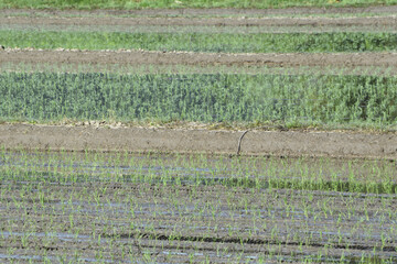 植えられたばかりの稲と田んぼの列