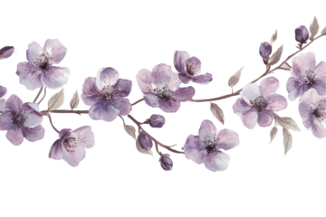 Delicate purple cherry blossoms on a branch isolated on transparent background. Purple flower isolated on white background.