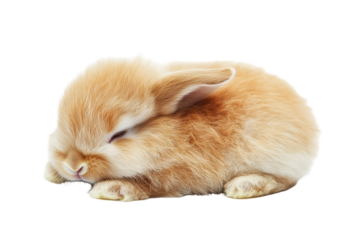 Adorable fluffy brown baby bunny rabbit sleeping peacefully isolated on transparent background. Rabbit isolated on white background.