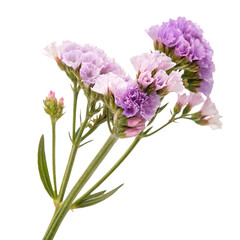 Naklejka premium A single purple statice flower or sea lavender isolated on a transparent background png
