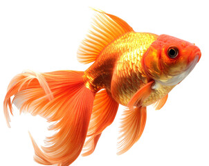 Fototapeta premium Goldfish Clipart PNG