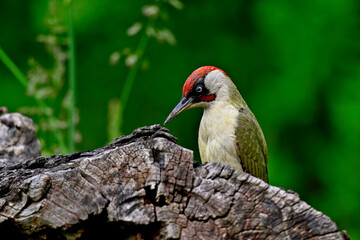 European green woodpecker // Grünspecht (Picus viridis)
