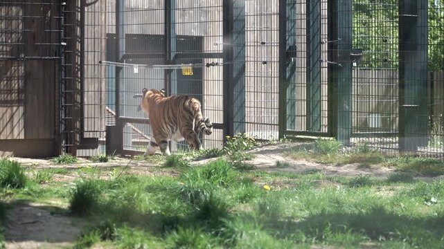 Striped adult tiger strolls in its enclosure at zoo. Tiger walks along  fence, hiding in shadows. Large, ferocious, and formidable predator. Tigers attack from behind, so don't turn your back on them.