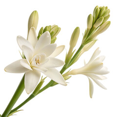 Obraz premium A single fragrant white tuberose flower blossom isolated on a transparent background png