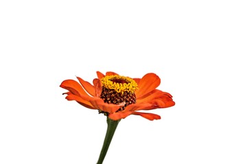  Orange Zinnie - Zinnia elegans - wei&szlig;er Hintergrund