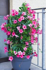 Dipladenia als Begrüßungsblumenkübel