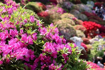 Fotobehang Azalea azalea flowers in a garden  © Mt. Cape