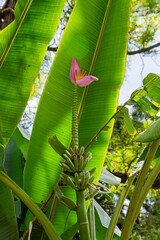 Banana plant with pink flower and green fruit   Bananowiec z różowym kwiatem i zielonymi owocami © Adrian White