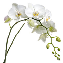 Obraz premium A single elegant white orchid flower in bloom isolated on a transparent background png