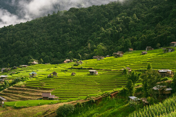 ecology travel with camping outdoor relax in rice field at chiangmai thailand in raining season