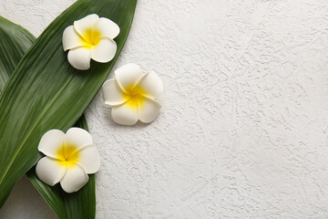 Beautiful plumeria flowers with tropical leaves on white background
