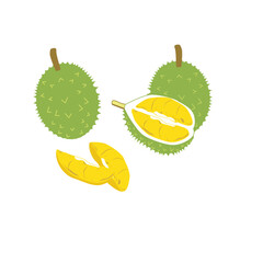 Tropical Fruit Series, Durian Vector Icon. Editable with Adobe Illustrator.