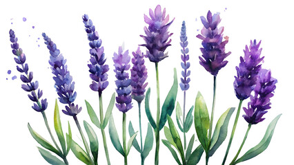 Naklejka premium Watercolor Lavender Set Purple Blooms Slender Stems Dark Background Botanical Illustration Floral Design Element Purple Flowers Green Leaves