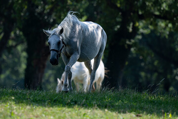 the white horses of Lipica
