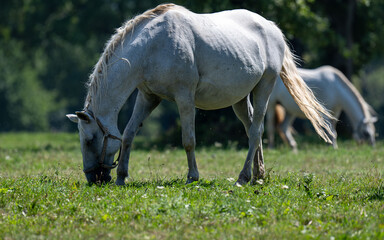 the white horses of Lipica