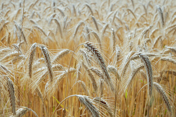 Barley fields in the granary of Austria