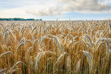 Barley fields in the granary of Austria