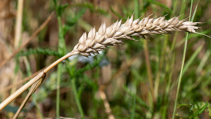 Barley fields in the granary of Austria