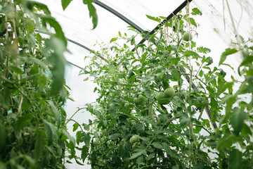 green tomatoes on a branch in a greenhouse