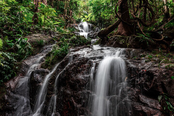 Fototapeta premium The natural backdrop of a waterfall in a deep forest or a reservoir by a stream, the beauty of the ecosystem, the green forest, the cool air during an adventurous trip.