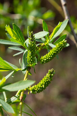 Naklejka premium Close-up of golden willow catkins swaying gently in the spring breeze. The sunlight enhances their vibrant color and delicate texture, highlighting the beauty of early spring