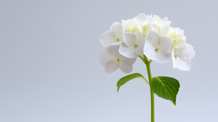 Obraz premium White hydrangea bloom with green leaves on soft blue background. Elegant floral photo perfect for greeting cards, spring themes, or wedding designs.