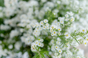 white daisies in the meadow