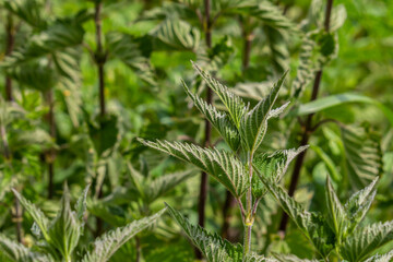Urtica dioica or stinging nettle, in the garden. Stinging nettle, a medicinal plant that is used as a bleeding, diuretic, antipyretic, wound healing, antirheumatic agent