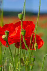 Obraz premium Papaver rhoeas or common poppy, red poppy is an annual herbaceous flowering plant in the poppy family, Papaveraceae, with red petals