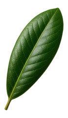 Obraz premium Rhododendron leaf with elongated shape and leathery texture
