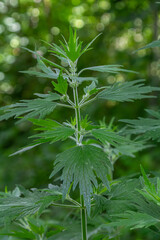 Leonurus cardiaca, known as motherwort. Other common names include throw-wort, lion's ear, and lion's tail. Medicinal plant. Grows in nature