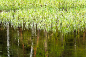 Green swamp lit sunset light.