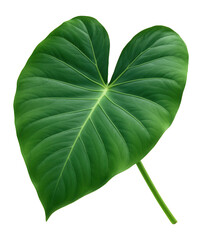 Fototapeta premium Taro leaf with large, heart shape and smooth texture