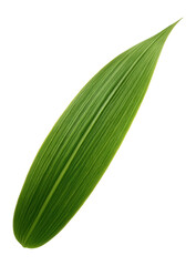 Obraz premium Sugarcane leaf with long, blade-like shape and fibrous texture
