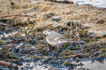 Wagtail sits on the ground with a beautiful blurred background.