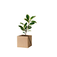 a green plant growing out of a gift box, isolated on a white background 