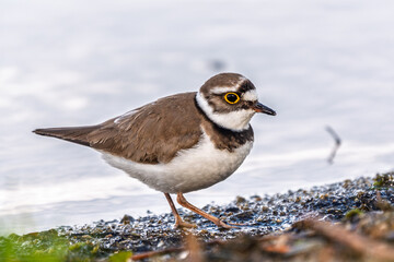 Little ringed plover (Charadrius dubius), bird standing on the lake shore