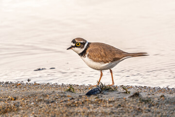 Little ringed plover (Charadrius dubius), bird standing on the lake shore