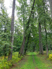 Obraz premium linden alley in the estate of Count Khrapovitsky (Russia, Vladimir region)