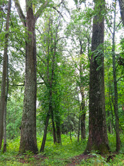 Obraz premium linden alley in the estate of Count Khrapovitsky (Russia, Vladimir region)